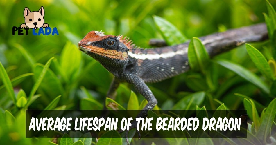 Average Lifespan of the Bearded Dragon.