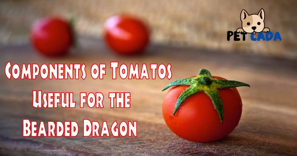 Components of Tomato Are Useful for the Bearded Dragon
