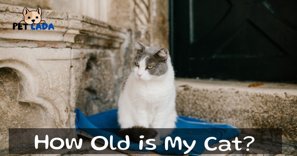 How old is my cat?
