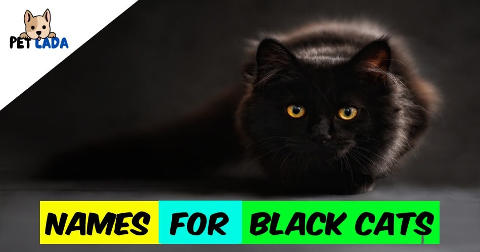 Names for black cats 
