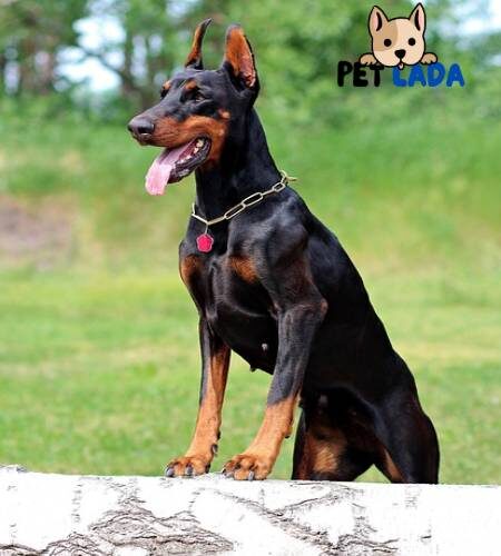 Doberman Pinscher Dog Breed Full Detailed Information