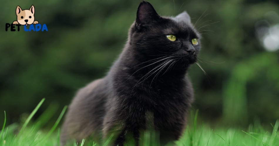 Black male cats
