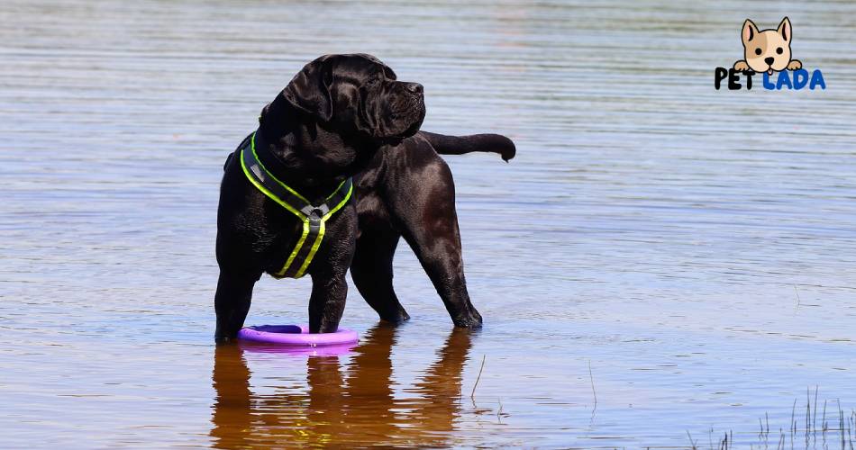 Cane Corso Dog Breed : History, Personality, Grooming