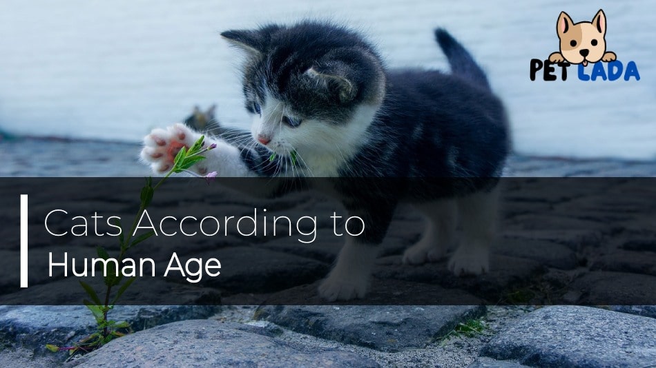 Cats according to human age
