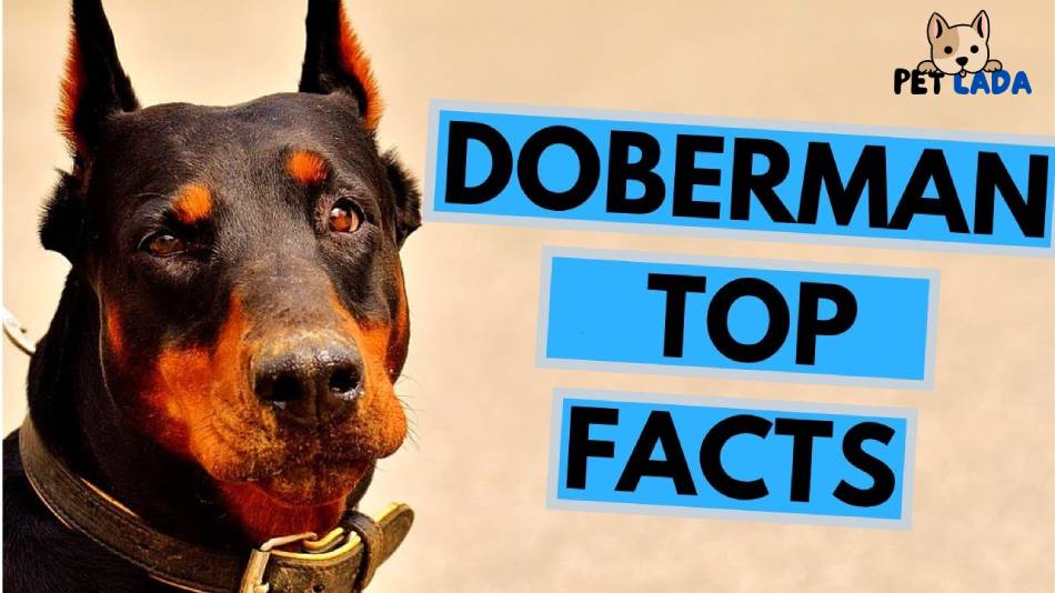 Doberman Dog Facts
