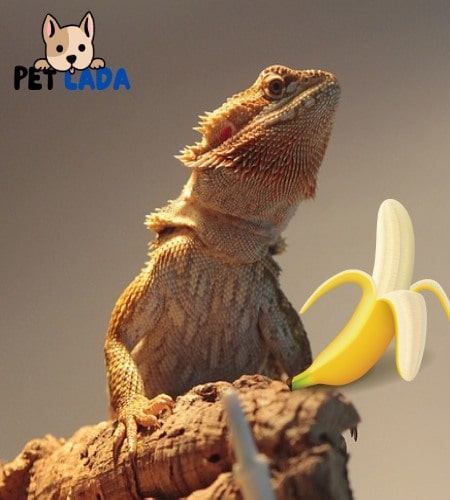 Can Bearded Dragons Eat Bananas Facts You Need To Know   Can Bearded Dragon Eats Banana  Min 