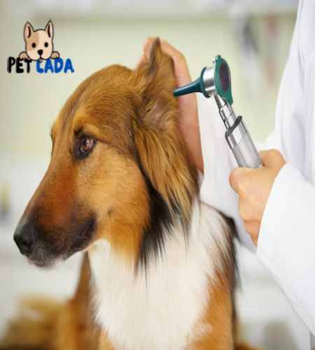 ear-yeast-infections-in-dogs-causes-and-treatment