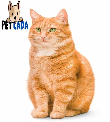 Orange Cat Breeds: Amazing Facts About Orange Cats