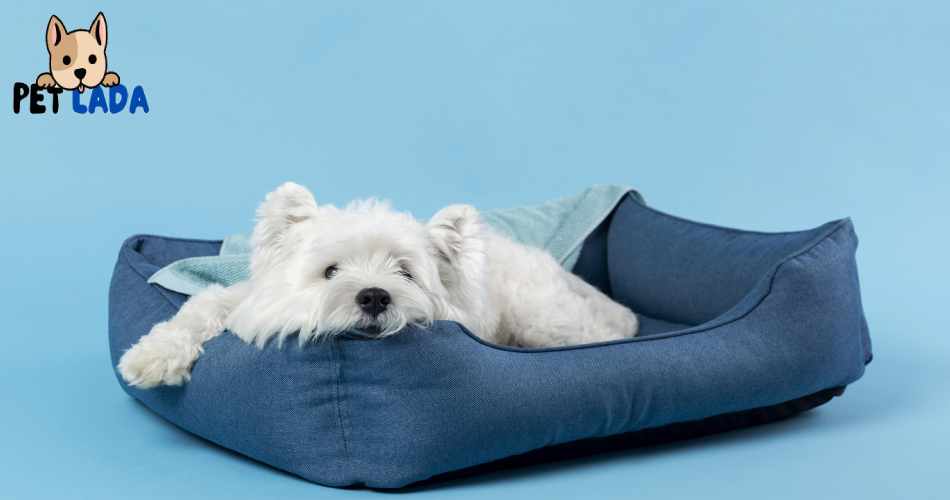 Casper Memory Foam Dog Bed (Petlada)