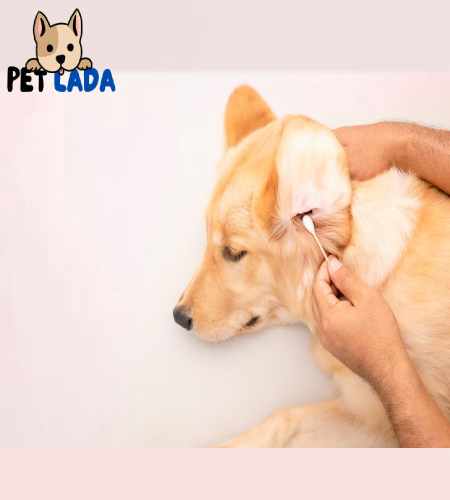 The Complete Guide to Safe and Effective Dog Ear Cleaning – Petlada