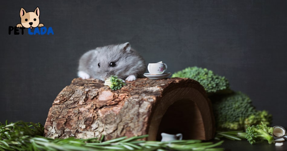 Healthy Treats for Hamsters