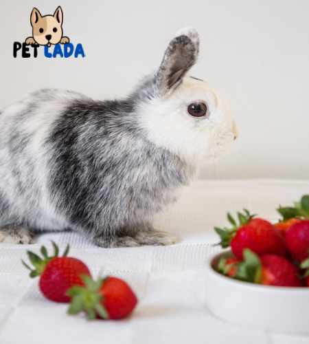 Can Guinea Pigs Eat Strawberries? Facts You Need to Know!