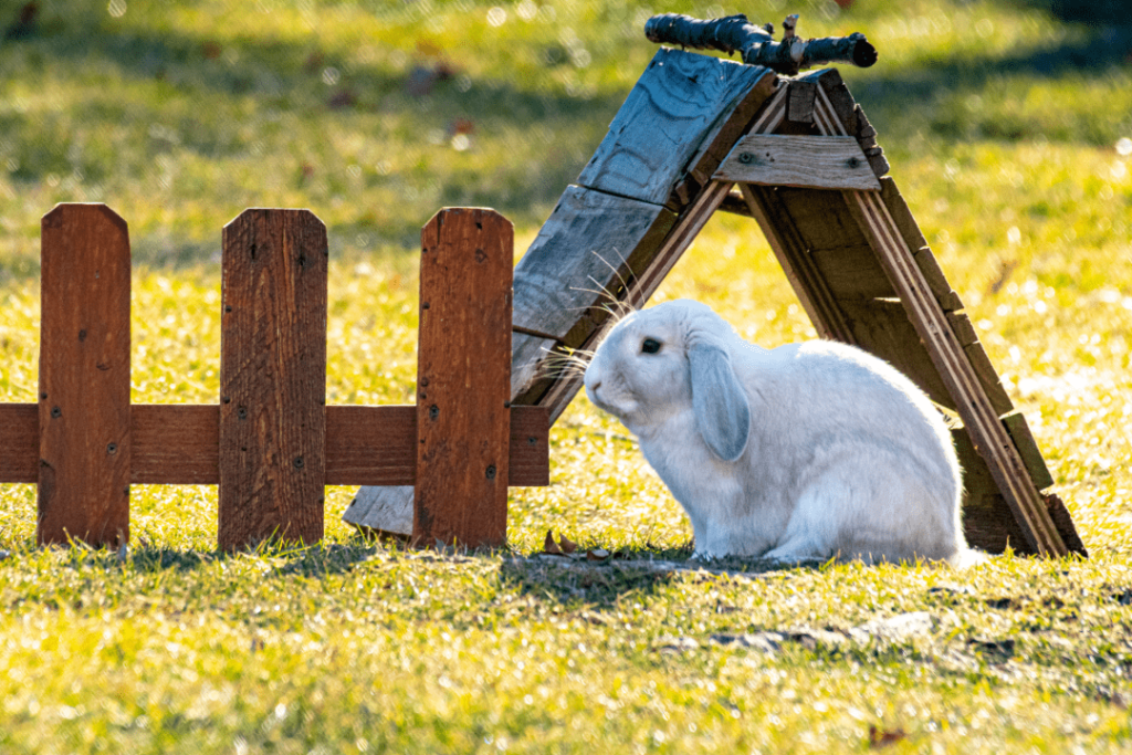 Holland Lop Bunnies & Rabbit