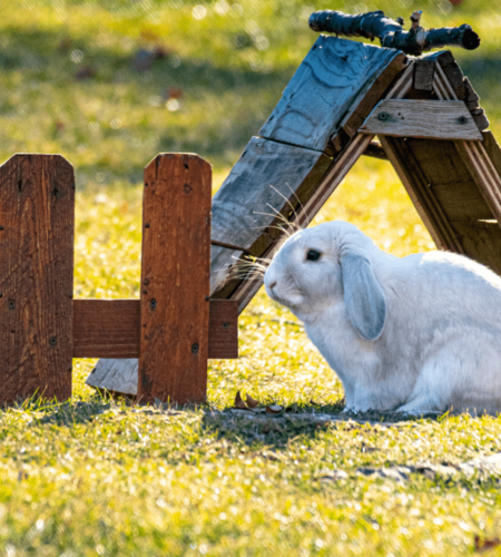 Holland Lop Bunnies & Rabbit – Everything You Need To Know