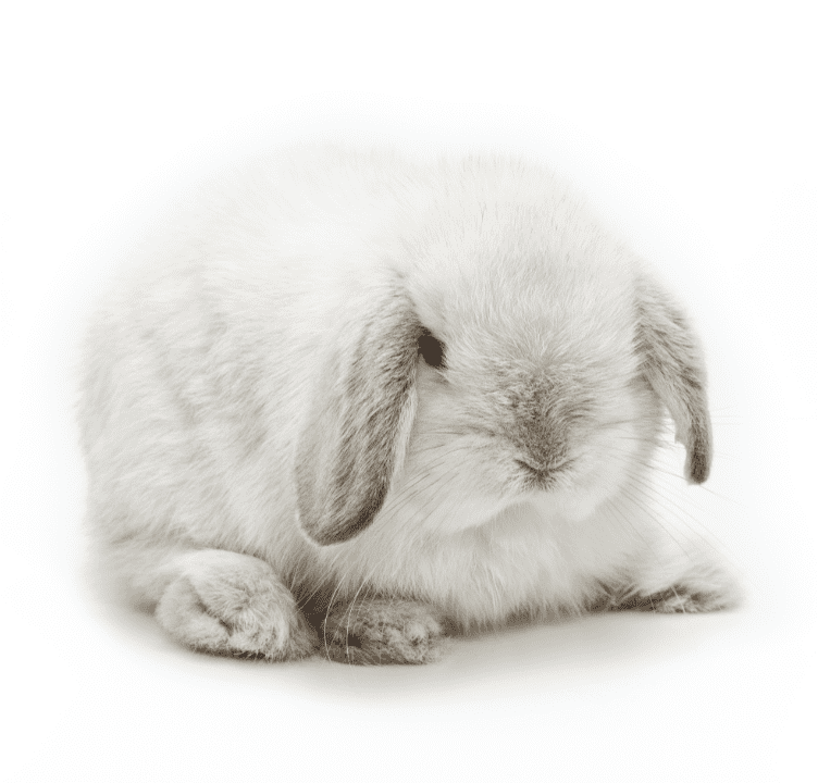 Holland Lop Bunny