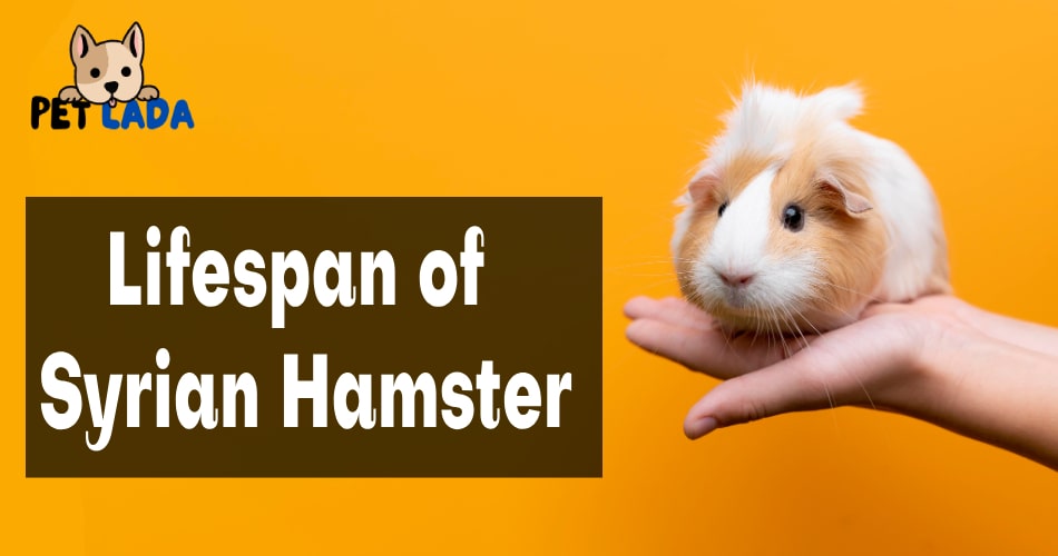 Syrian Hamster Lifespan