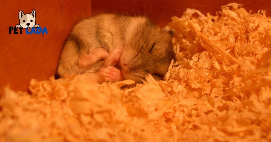 Hibernation Time of Hamsters