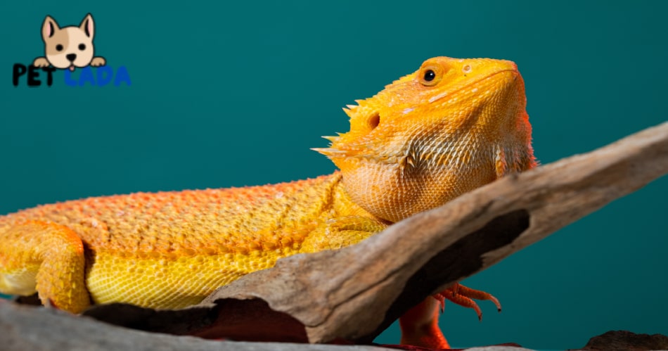 Is Orange Juice Good for Bearded Dragons?