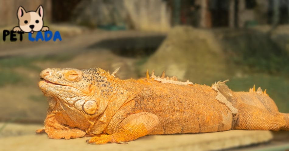 Oranges for Beardies Are Good or Bad?