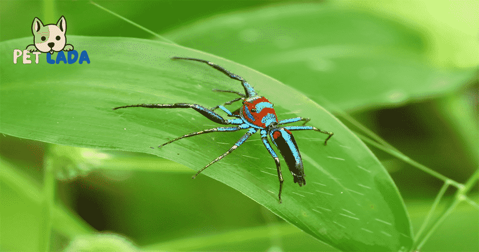 Chrysilla Volupe