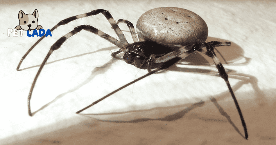 Madagascar Hermit Spider