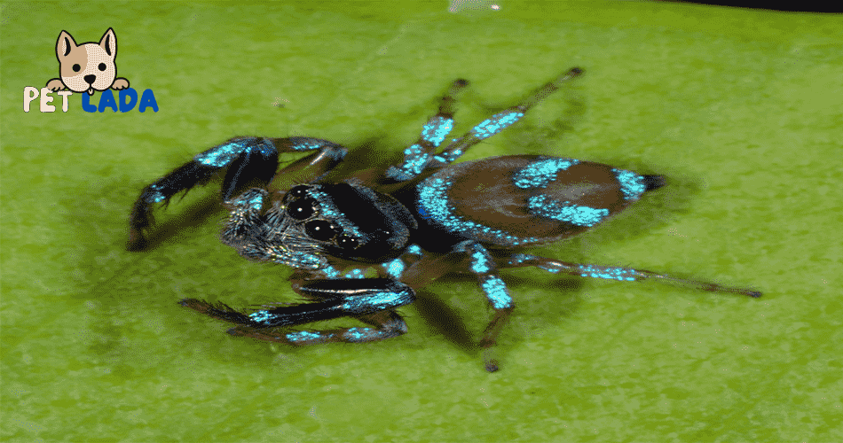 Metallic Blue Jumper