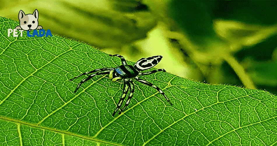 Sea-Green Northern Spider