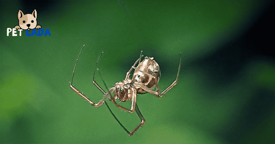 Do spiders feel pain when they fall?