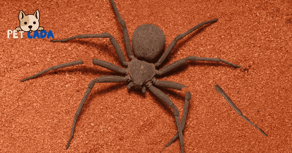 How do spiders sense an injury?