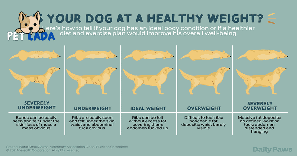 How Heavy Should My Dog Be? A Complete Dog Weight Guide.